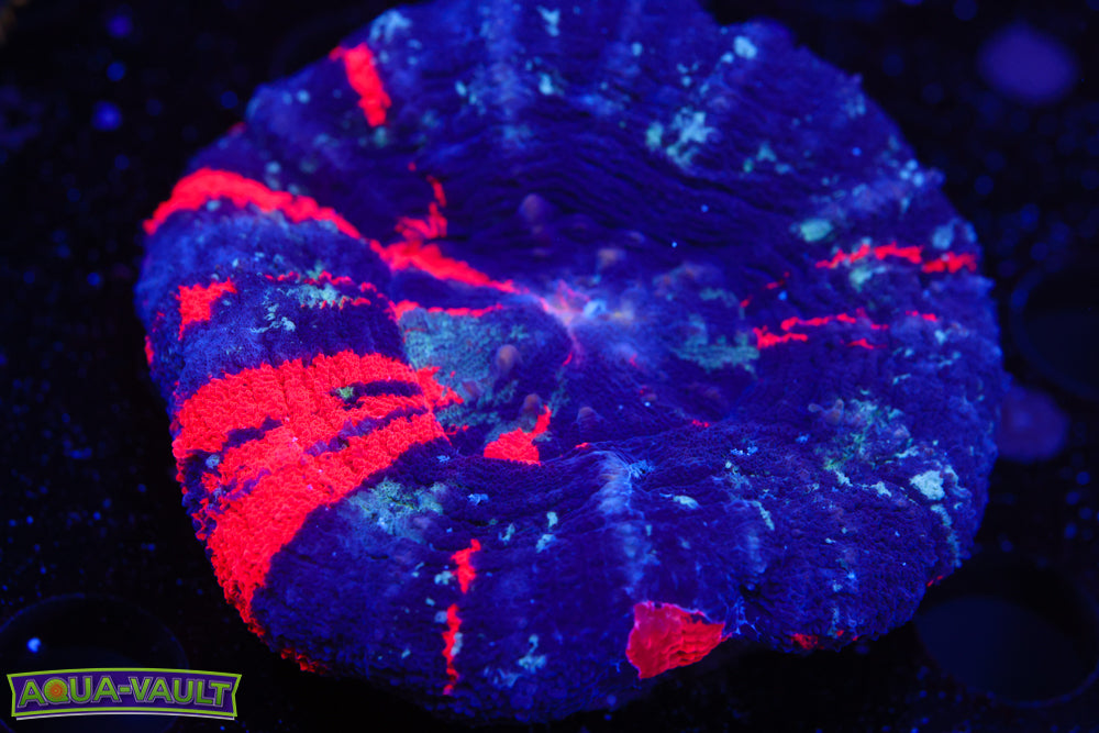 Warpaint Scoly 2.5-3"