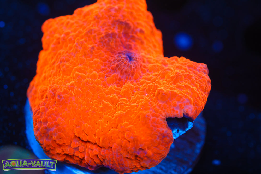 XL Orange Neon Mushroom 2-3"
