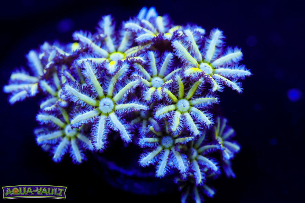 Reuinion Flower Pipe Organ 1