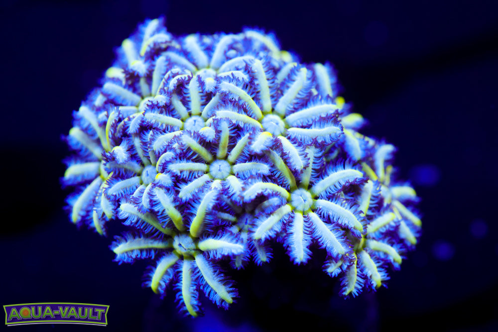 Reuinion Flower Pipe Organ 2