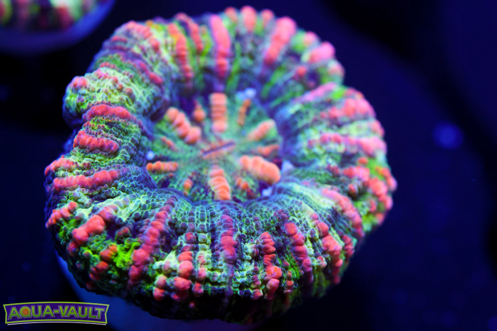 Ultra Sweet Tart Button Scoly