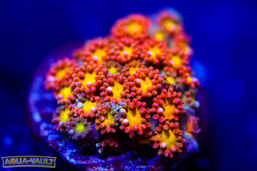 TCK Oddball Micro Goniopora 1