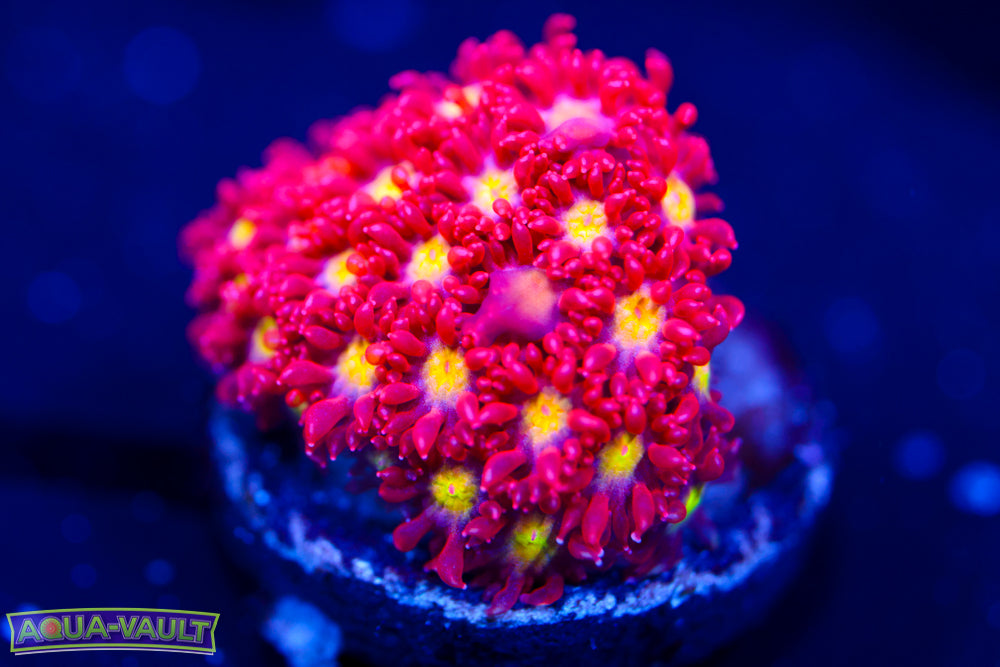 Combustion Micro Goni