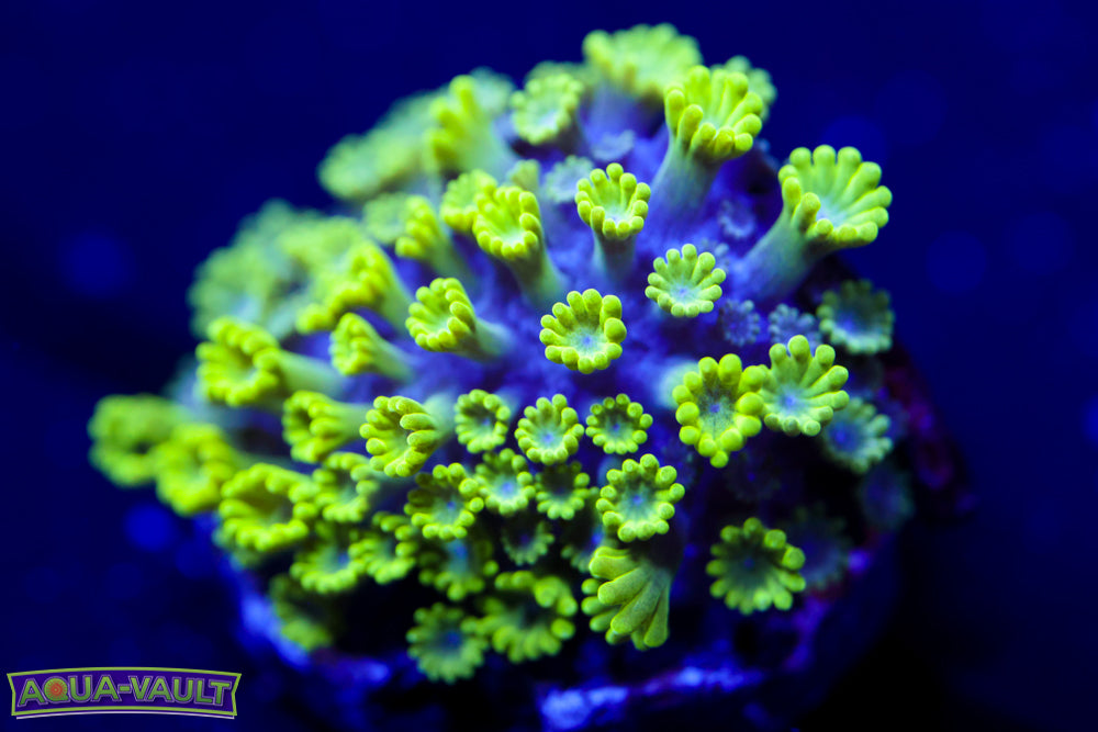 CV Grouch Micro Alveopora