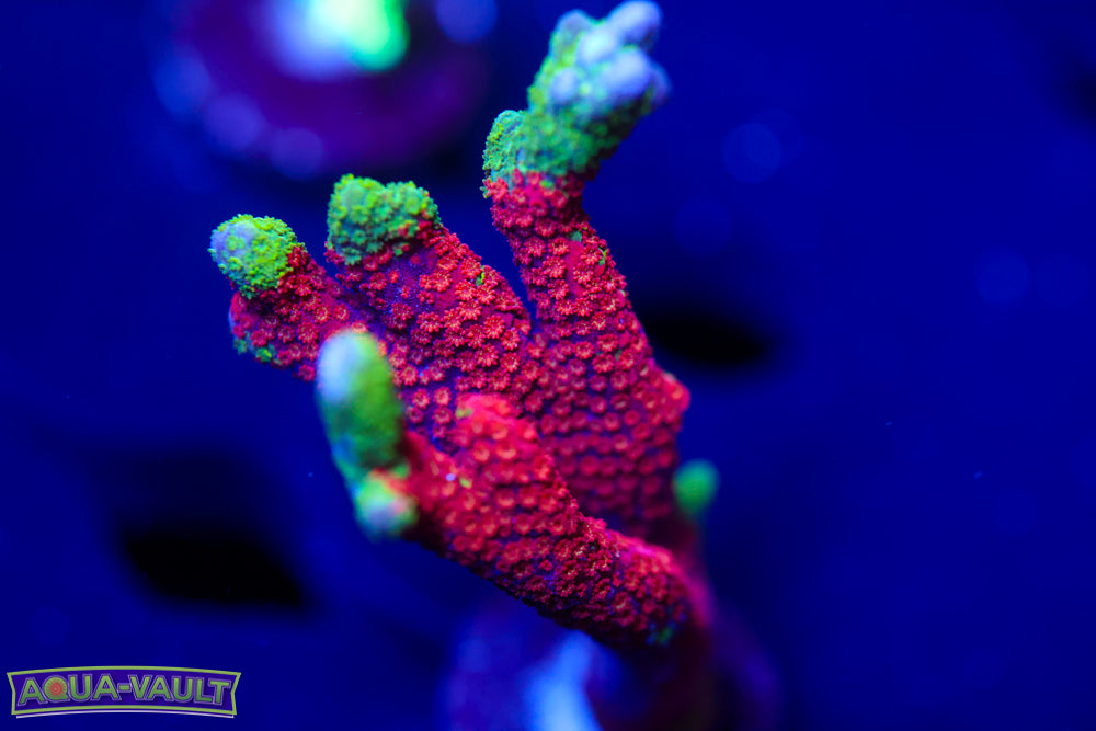 WWC Contraband Digitata