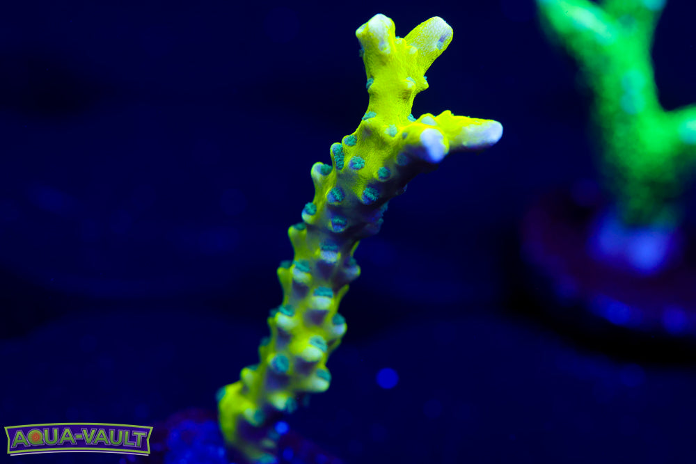The "Thing" Anacropora