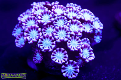 Ultra Violet Alveopora Colony