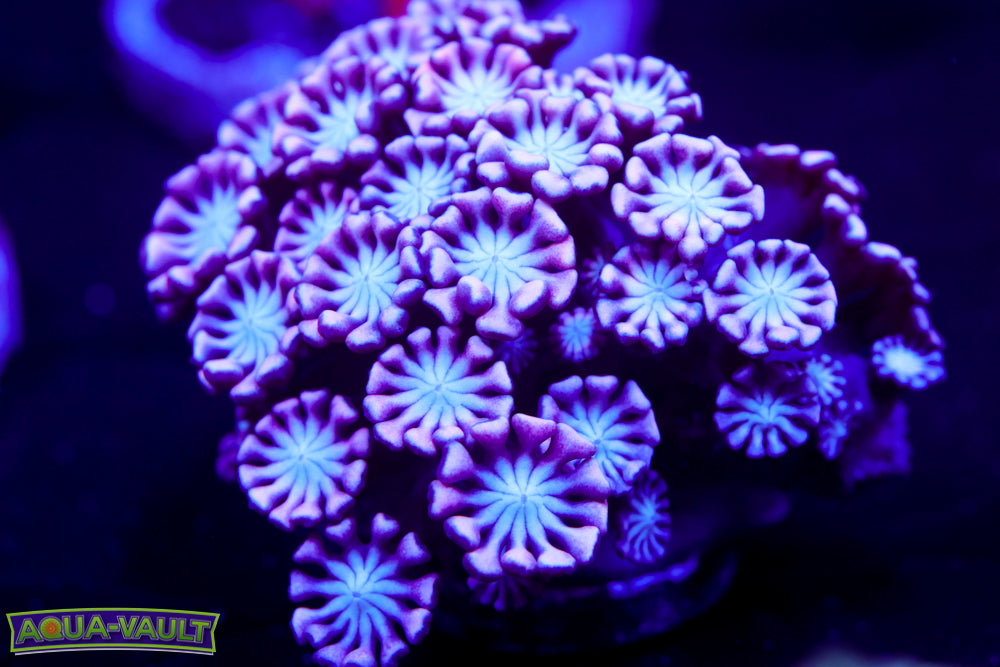 Ultra Violet Alveopora Colony