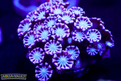 Ultra Violet Alveopora Colony