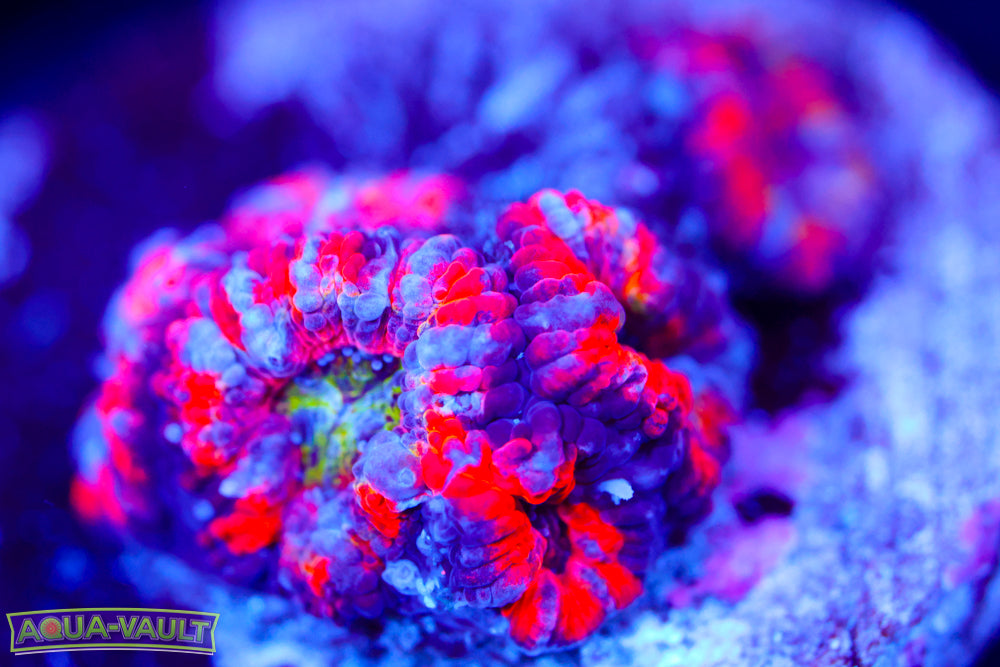 Rainbow Unicorn Acan
