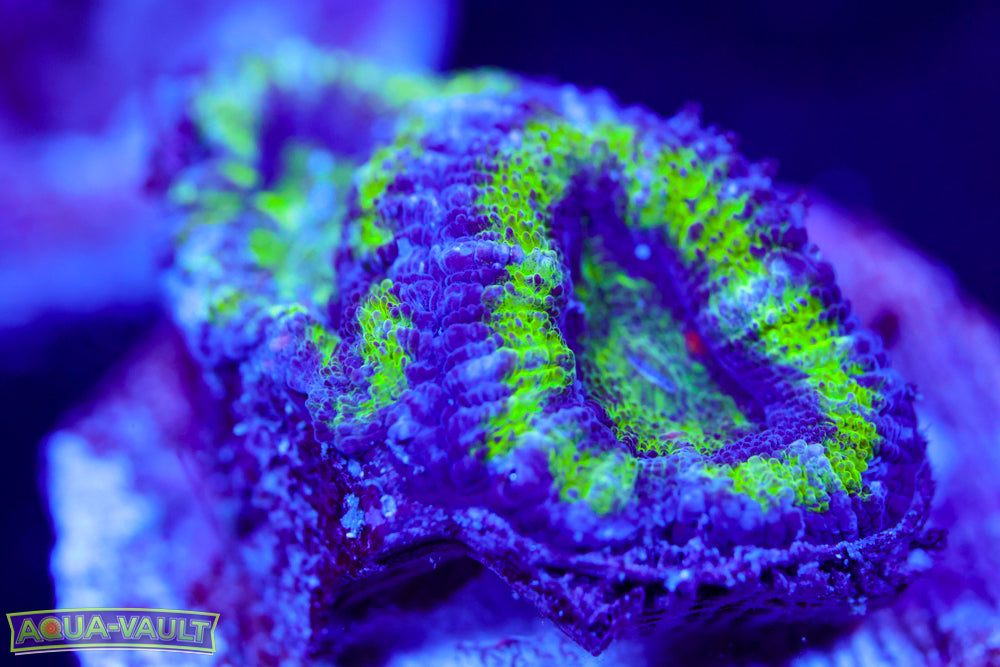 Alien Acan