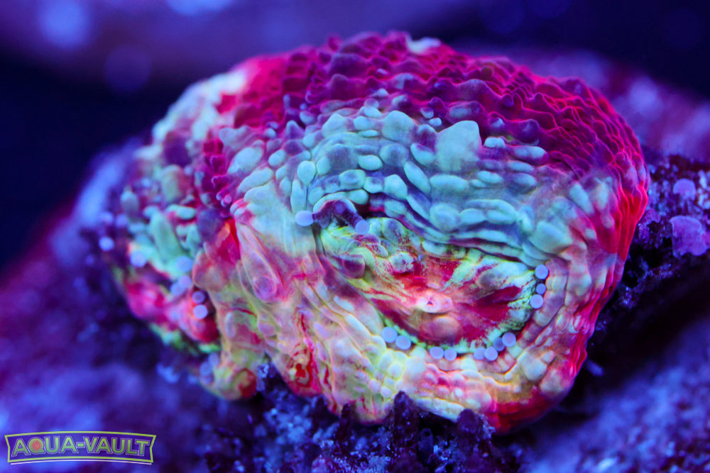 CV Master Bowerbanki