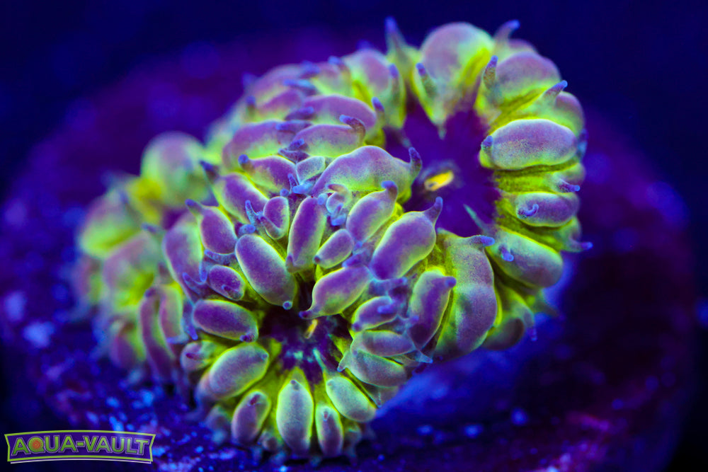 PPE Blasto Merletti 1