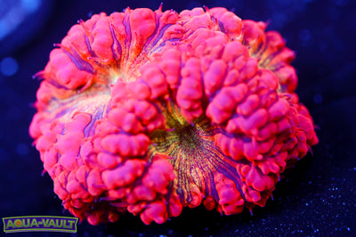 CV Gold Dust Blasto $$$$