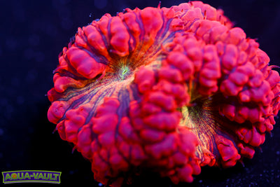 CV Gold Dust Blasto $$$$