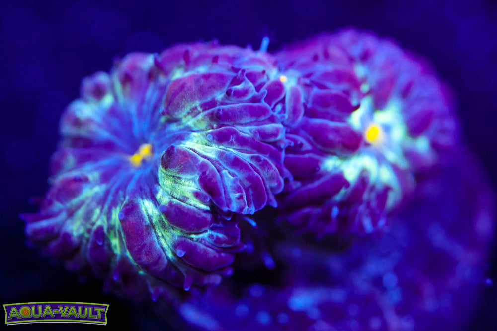 Black Raven Blasto Merletti