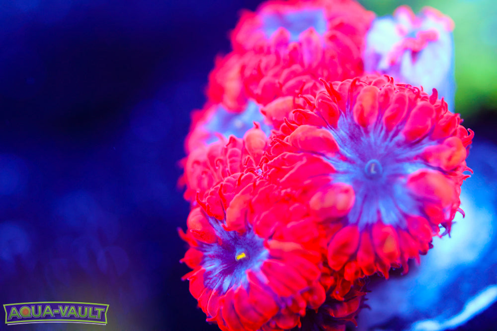 Superman Blasto Merletti