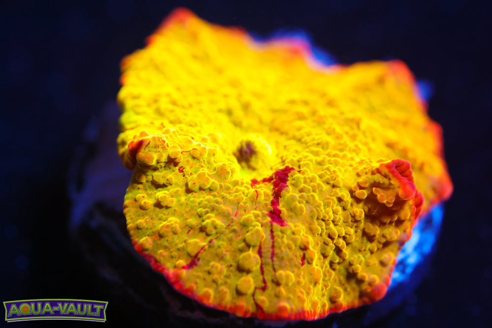 OG Jawbreaker Discosoma Mushroom