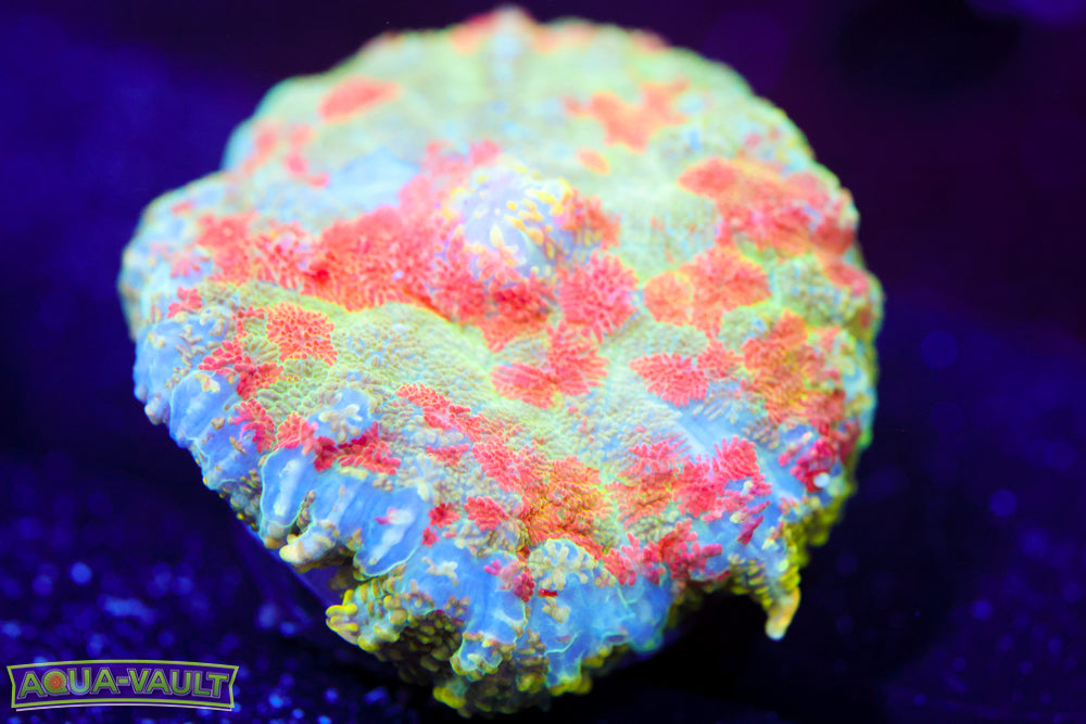 Rainbow Pincushion Mushroom $$$$