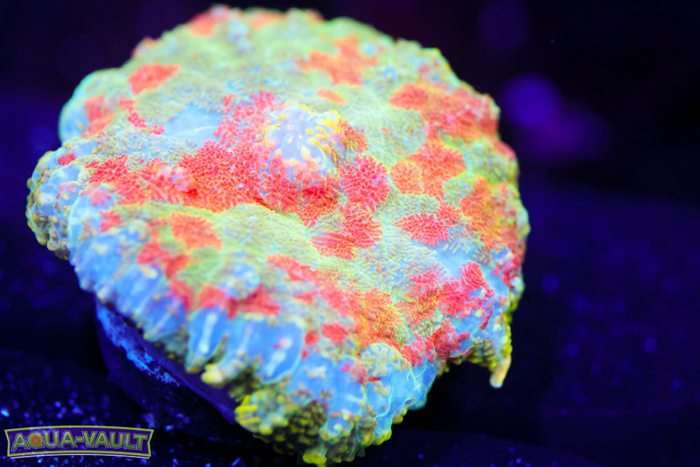 Rainbow Pincushion Mushroom $$$$