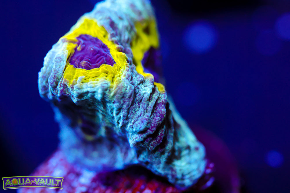 Lemony Slime Time Platygyra