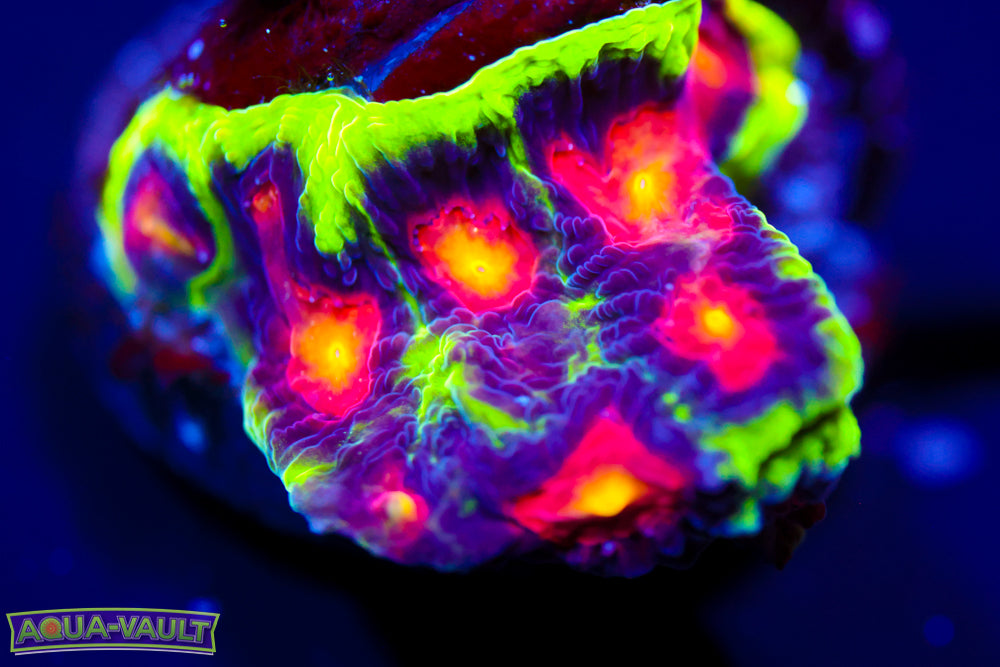 JF Alien Anti Venom Favia