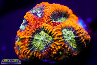 Yellow Submarine Favia