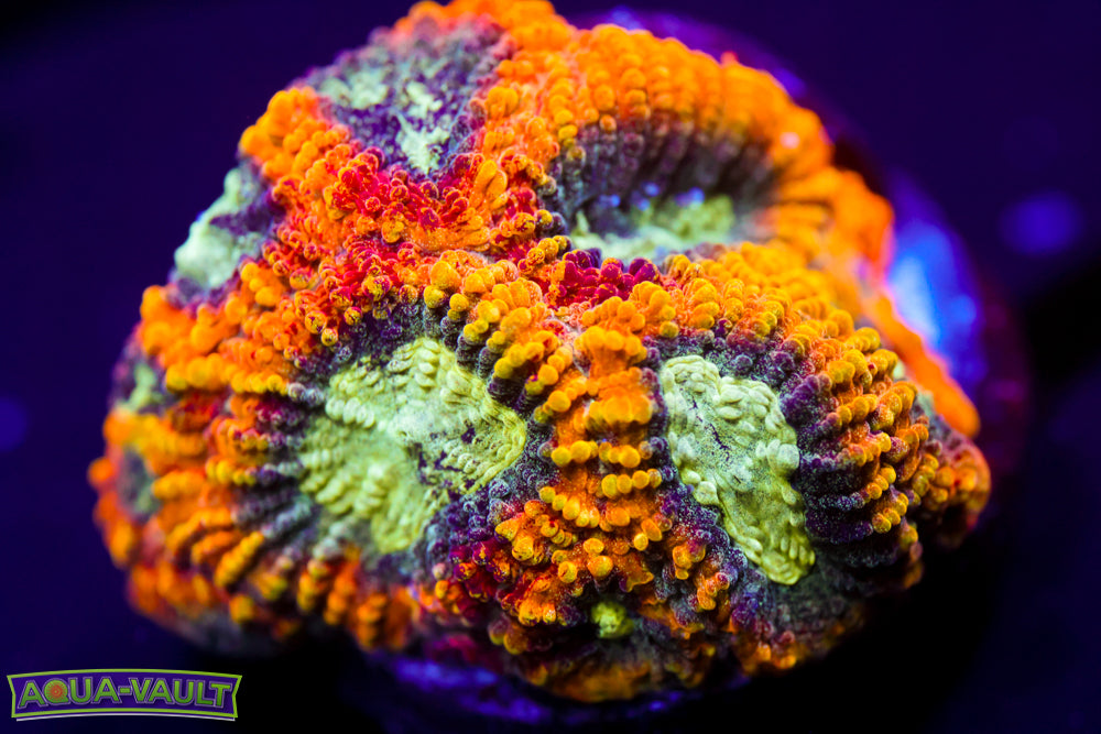 Yellow Submarine Favia