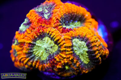 Yellow Submarine Favia