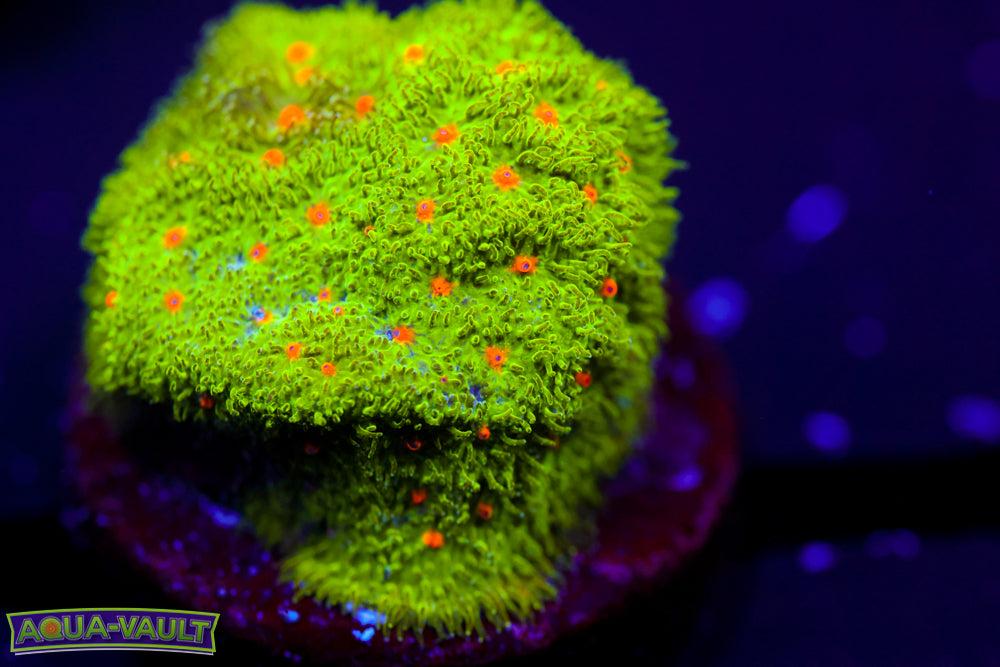 Harvest Moon Psammocora 1