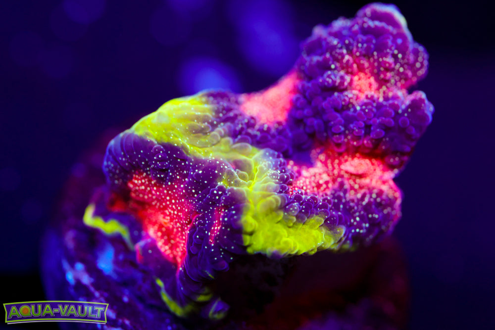 CV Rainbow Venom Favia