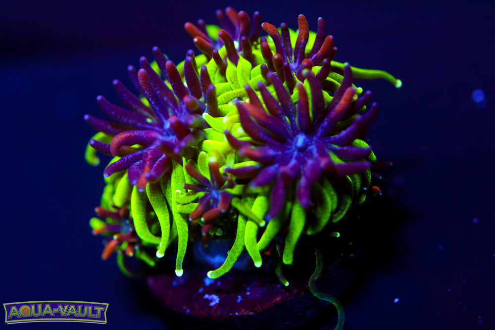 Sonic The Hedgehog Galaxea 1