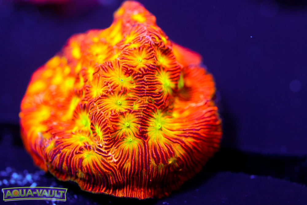 JF Jack O'Lantern Lepto