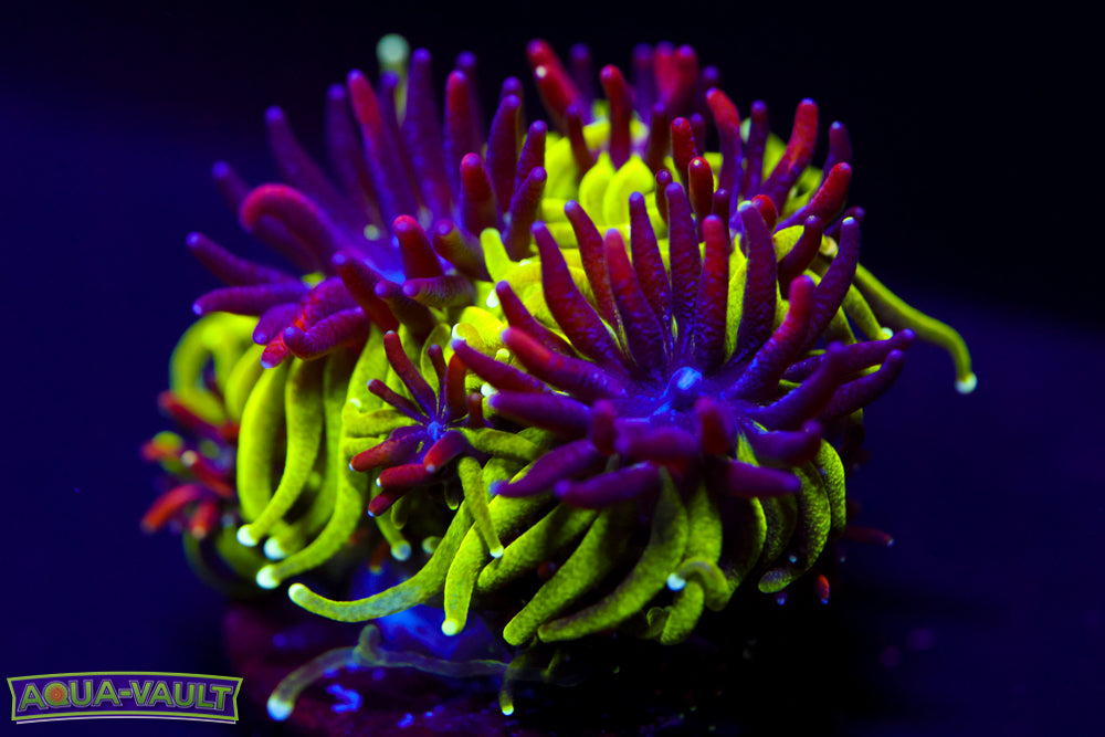 Sonic The Hedgehog Galaxea 2