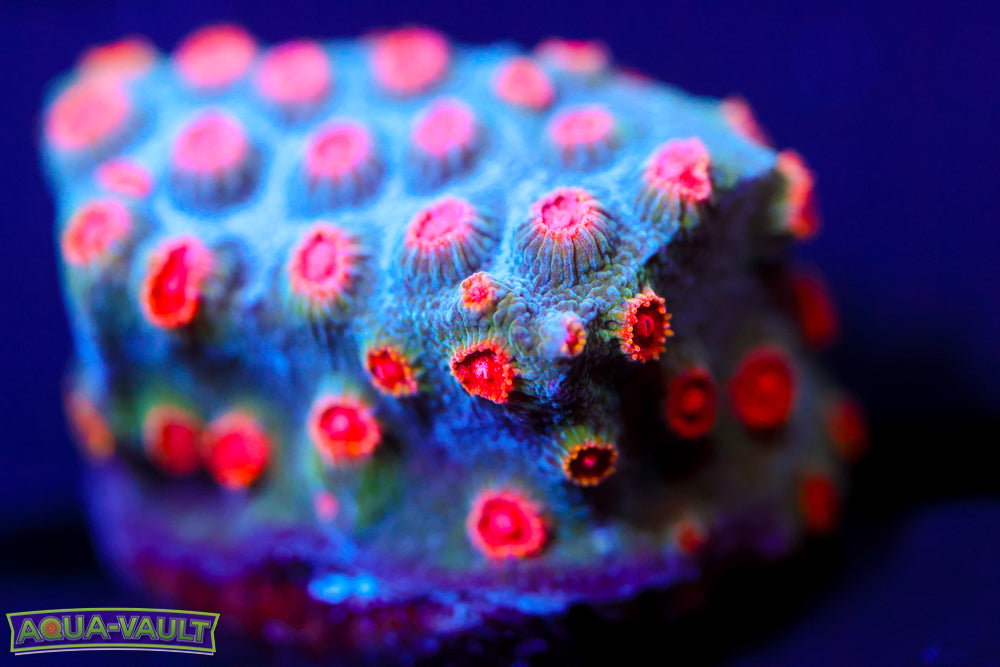 Meteor Shower Cyphastrea