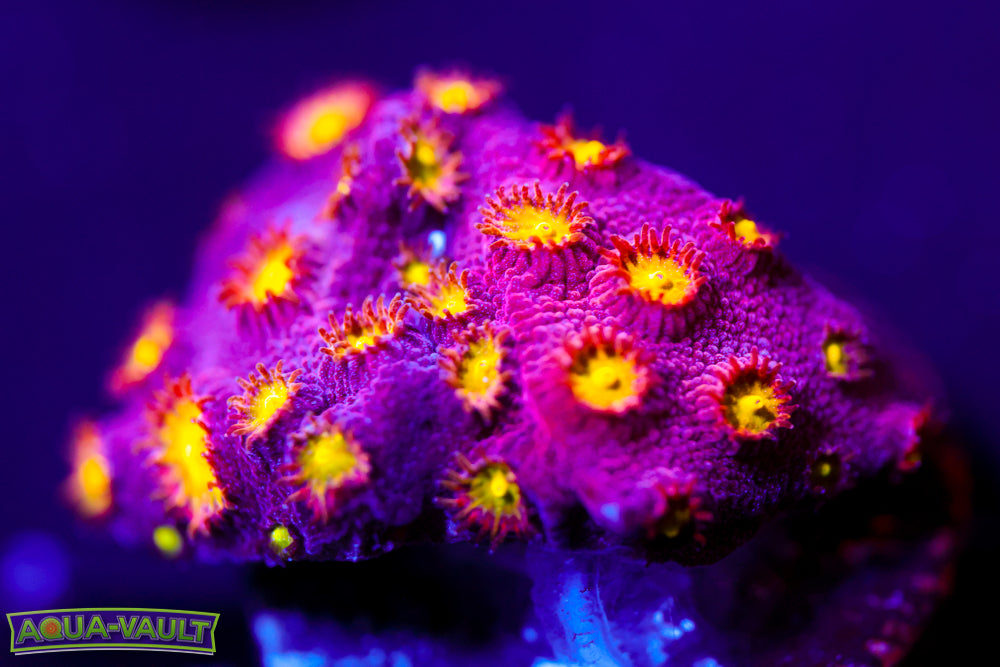 Bling Bling Cyphastrea 1