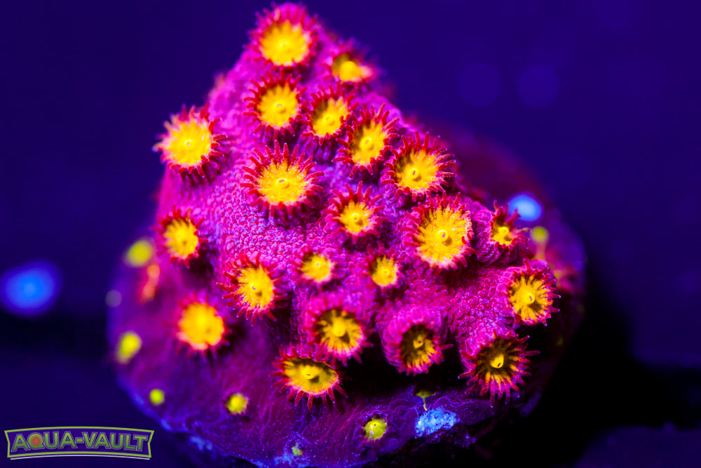 Bling Bling Cyphastrea 2