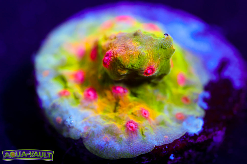 CV Dip N Dots Rainbow Cyphastrea