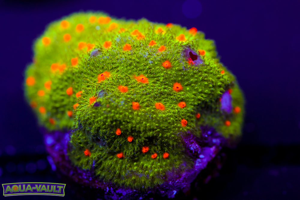 Harvest Moon Psammocora 2