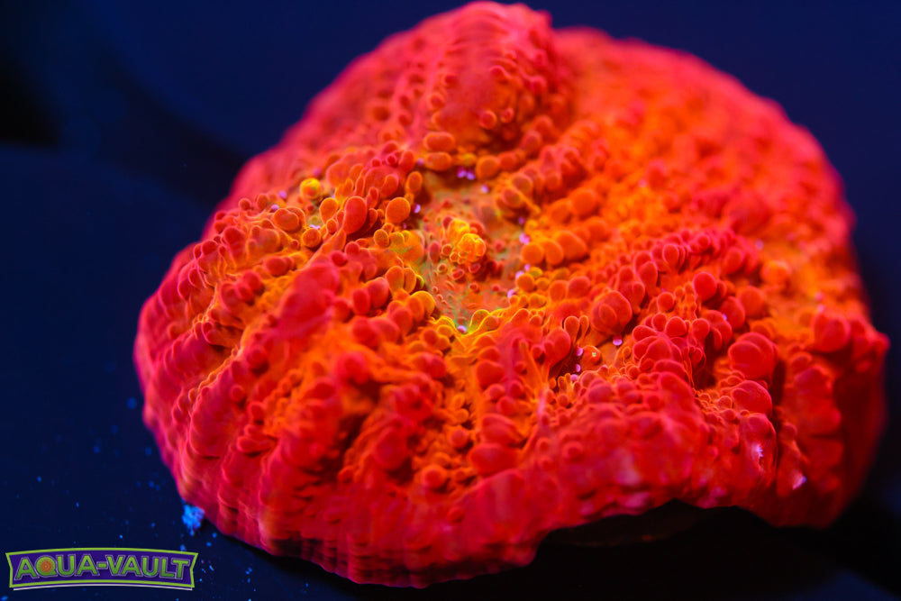 ARC Ludicrous Chalice