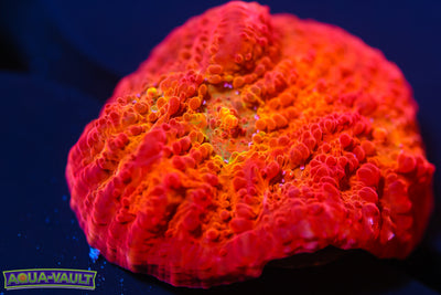 ARC Ludicrous Chalice