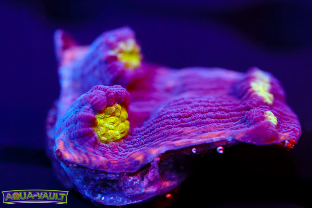 Agent Mulder Chalice