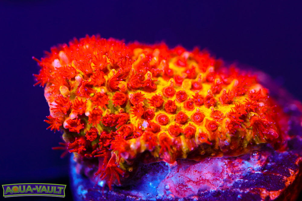 JF Burning Banana Stylo