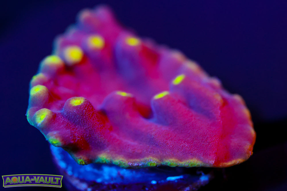 Neon Scroll Coral