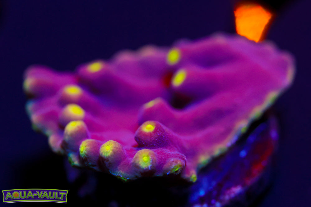 Neon Scroll Coral