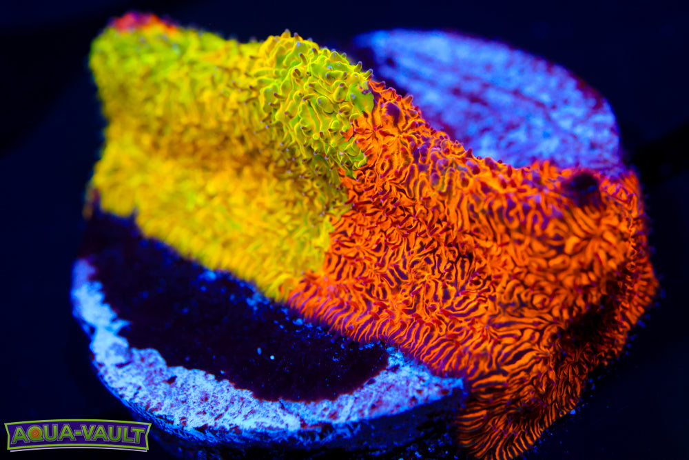 TSA Citrus Blast Grafted Lithophyllon XL Plug  $$$$