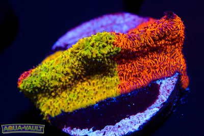 TSA Citrus Blast Grafted Lithophyllon XL Plug  $$$$