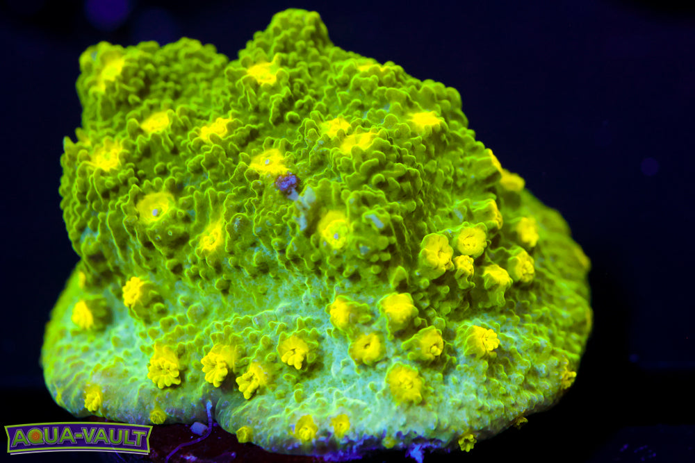 Glow Worm Astreopora