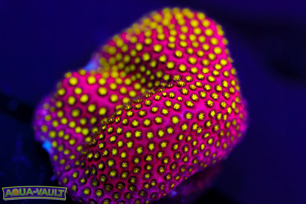 Electric Daisy Stylo