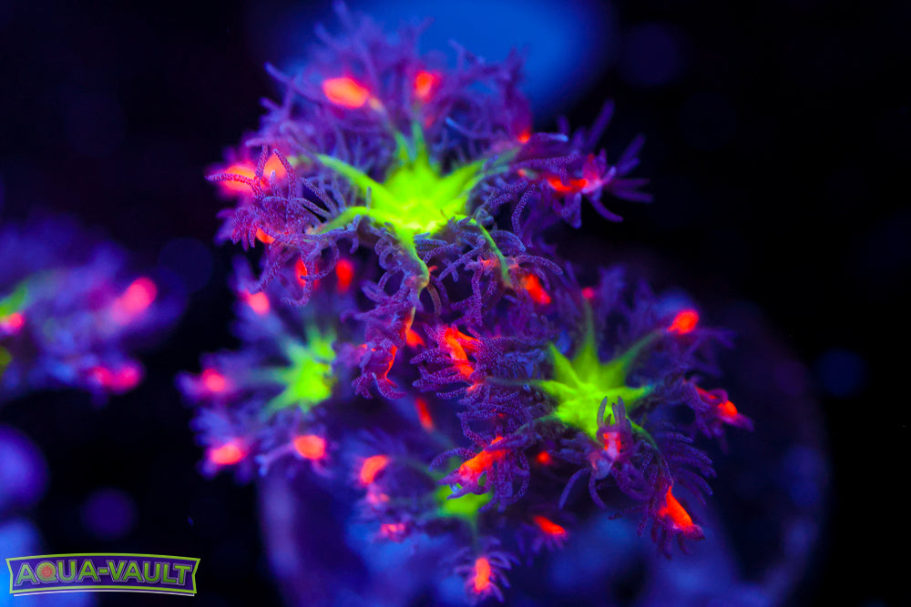 Big R Firework Cloves